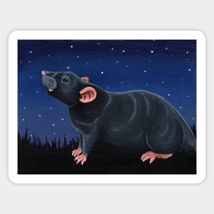 Grey Rat Stargazing Sticker